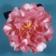Simeon Variegated